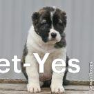 Изображение питомца