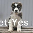 Изображение питомца