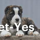 Изображение питомца