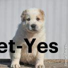 Изображение питомца