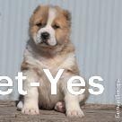 Изображение питомца