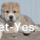 Изображение питомца