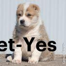 Изображение питомца