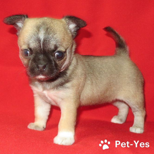 Изображение питомца