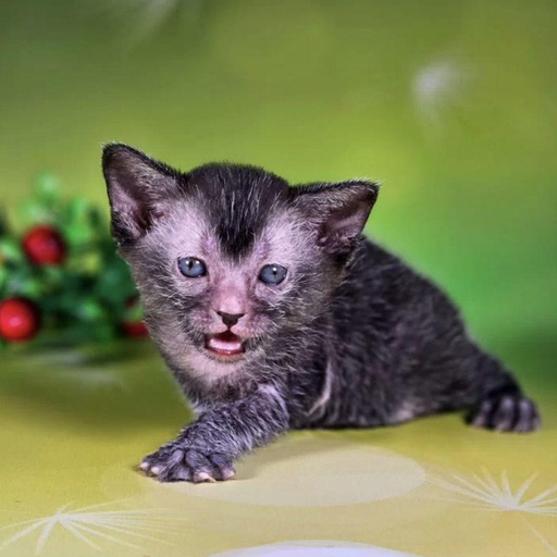 Изображение питомца