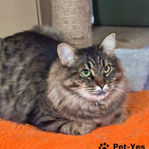 Изображение питомца