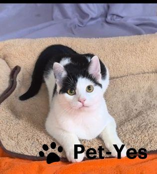 Изображение питомца