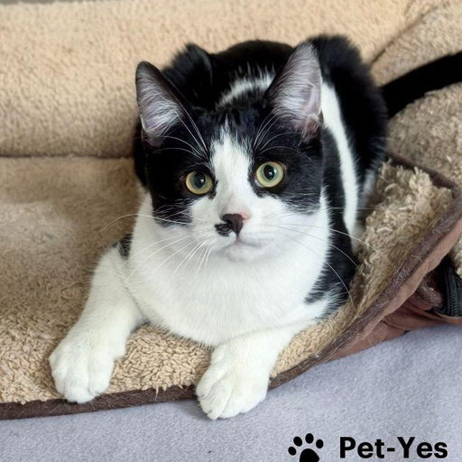 Изображение питомца