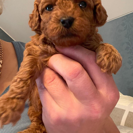 Изображение питомца