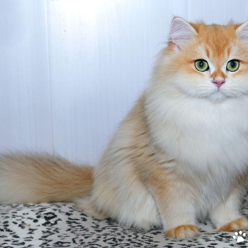 Изображение питомца