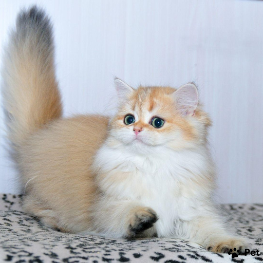 Изображение питомца