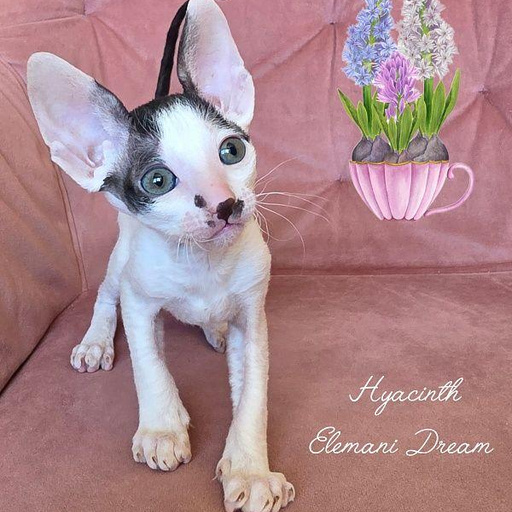 Изображение питомца