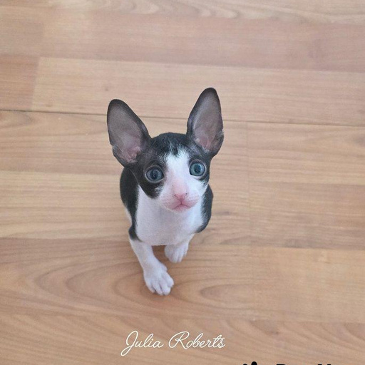 Изображение питомца