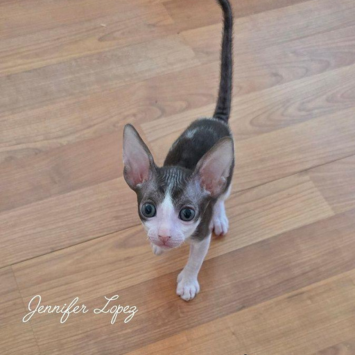 Изображение питомца