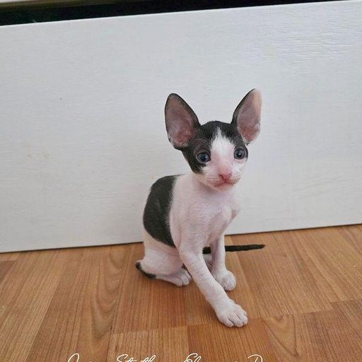 Изображение питомца