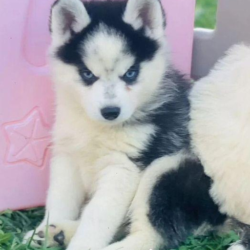 Изображение питомца