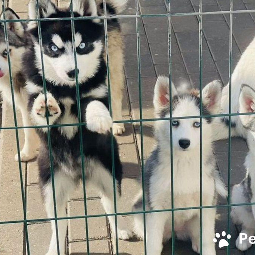 Изображение питомца