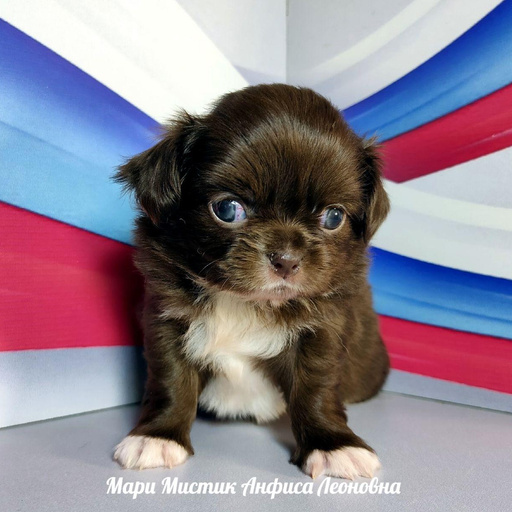 Изображение питомца