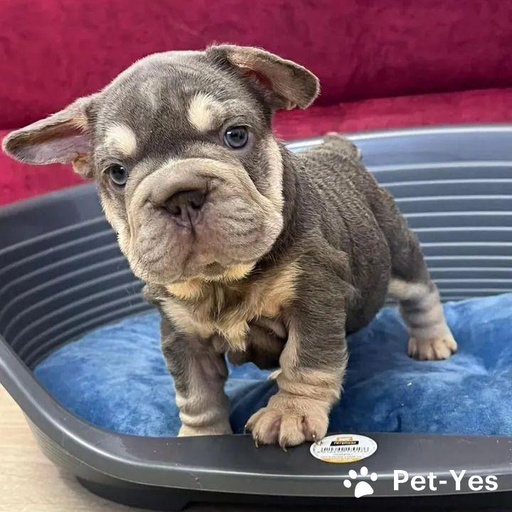 Изображение питомца