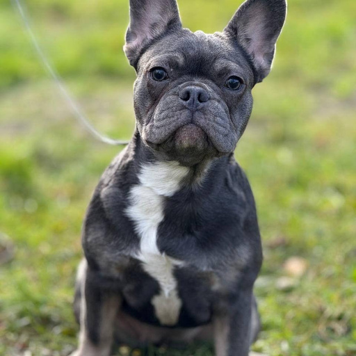 Изображение питомца