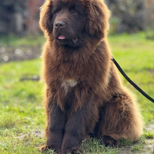 Изображение питомца