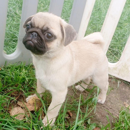 Изображение питомца