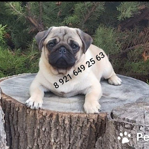 Изображение питомца