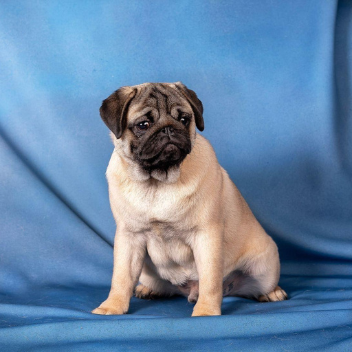 Изображение питомца