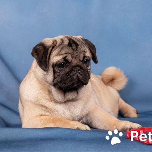 Изображение питомца