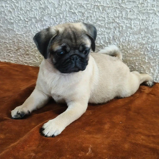 Изображение питомца