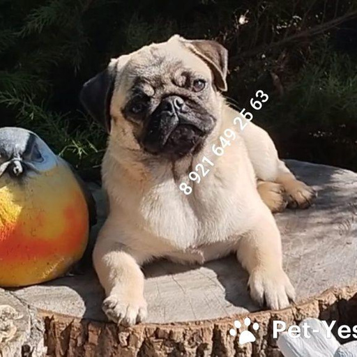 Изображение питомца