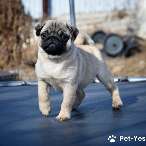 Изображение питомца