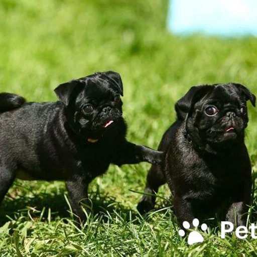 Изображение питомца