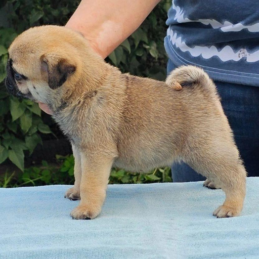 Изображение питомца