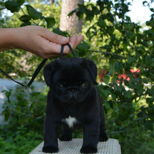 Изображение питомца