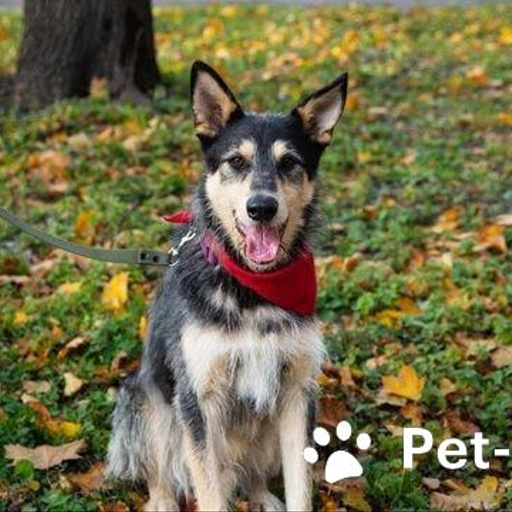 Изображение питомца