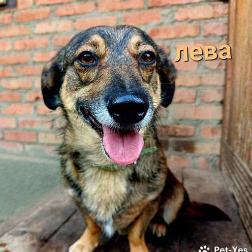 Изображение питомца