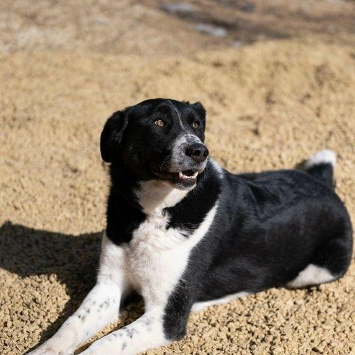 Изображение питомца