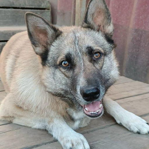 Изображение питомца