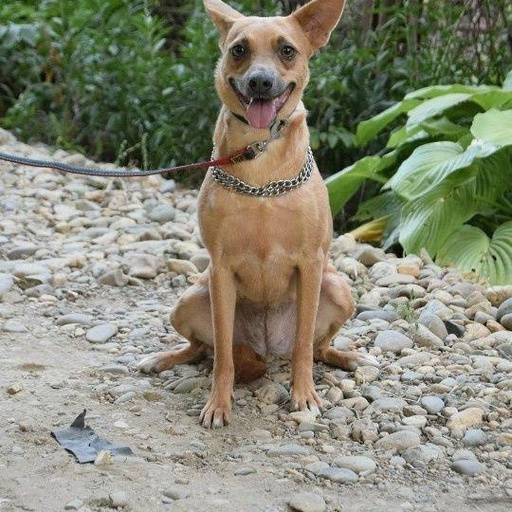 Изображение питомца