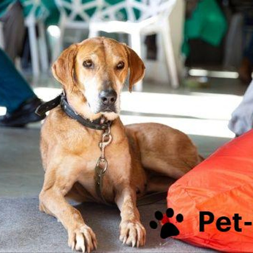 Изображение питомца