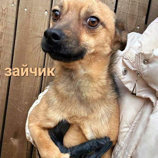 Изображение питомца