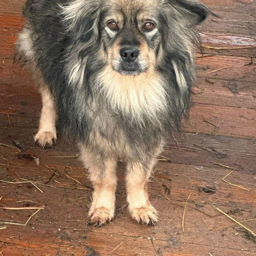 Изображение питомца