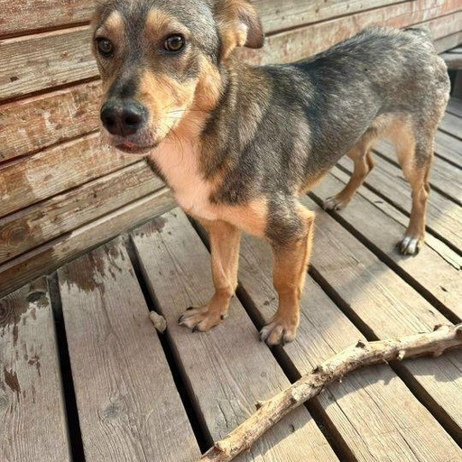 Изображение питомца