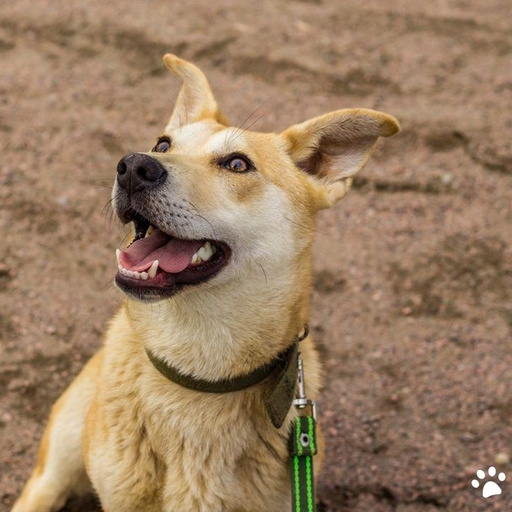 Изображение питомца