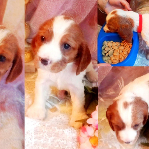 Изображение питомца