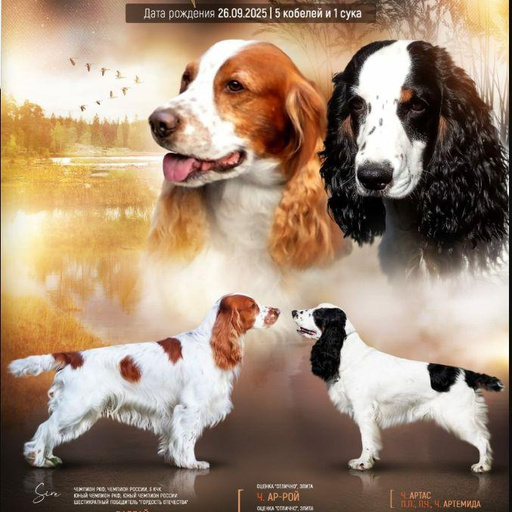 Изображение питомца