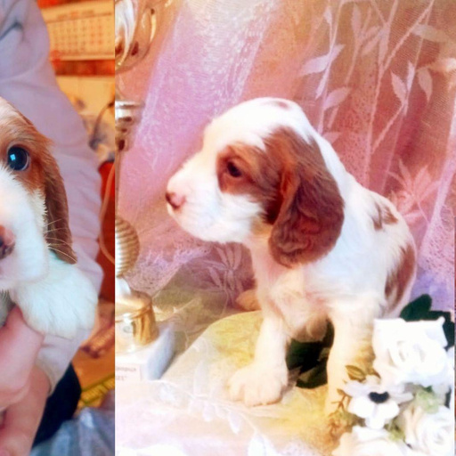 Изображение питомца