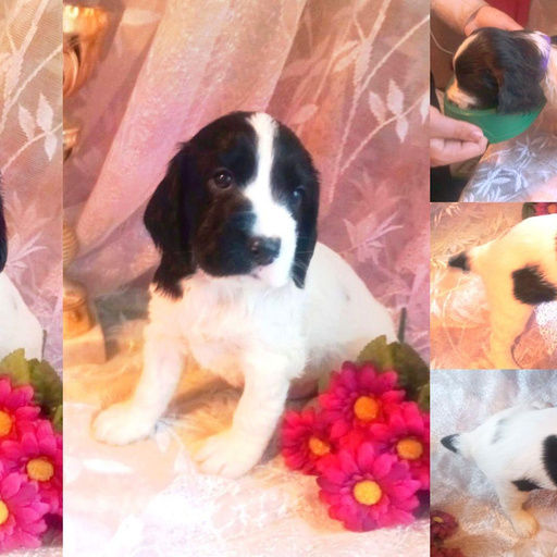 Изображение питомца