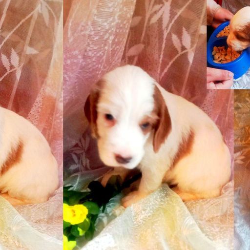 Изображение питомца